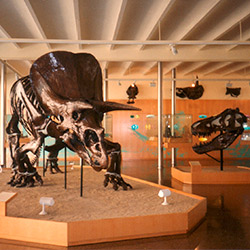 Museu Miquel Crusafont de Paleontologia