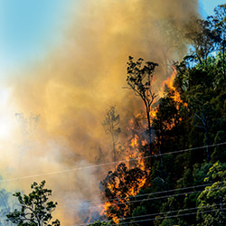 El bosc després de les flames