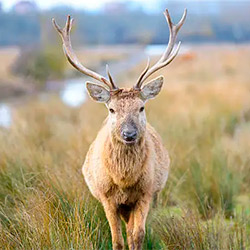 Mónnatura Pirineus